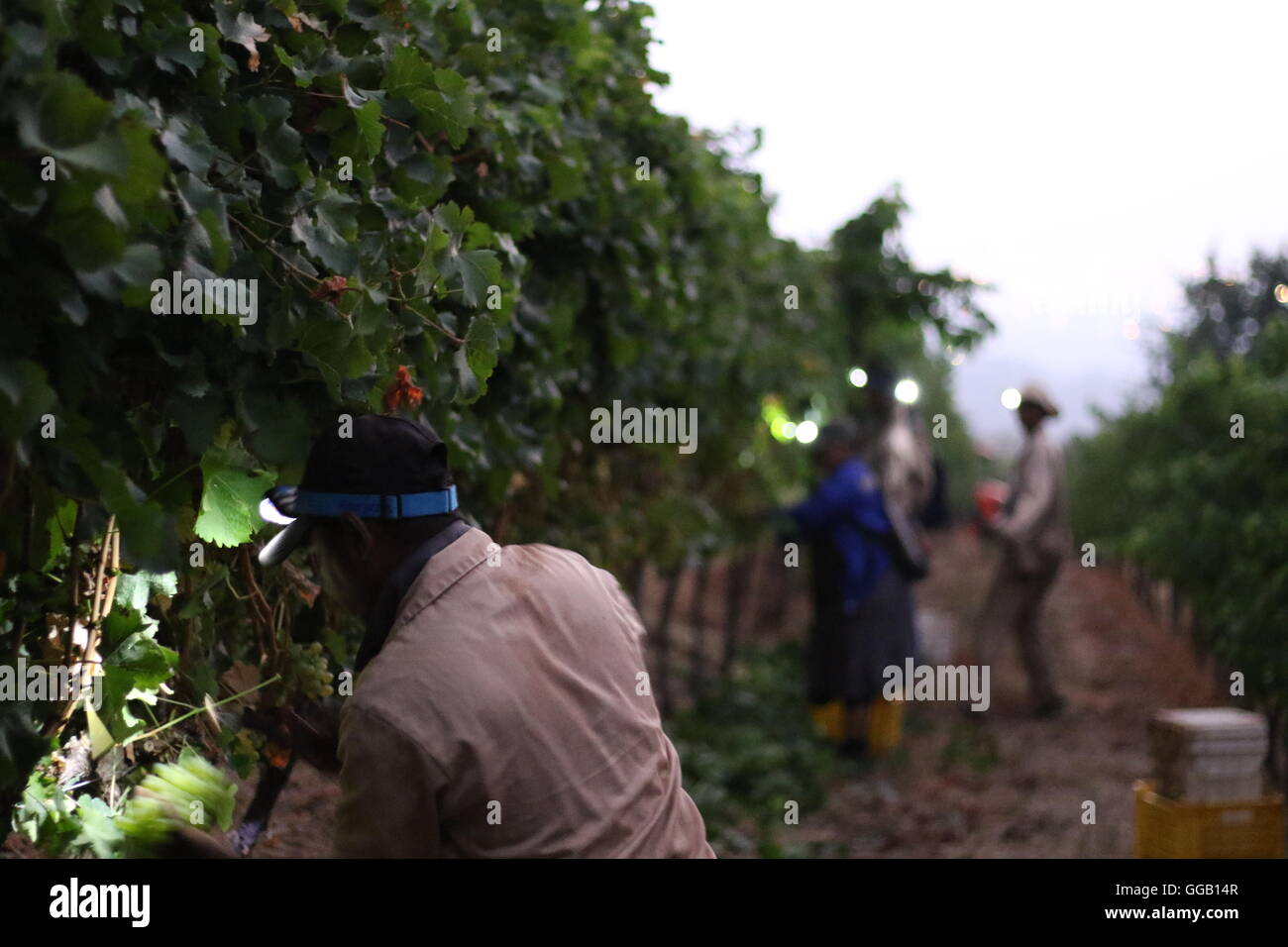 grape picker at dawn in a vineyard at Klein Constantia Wines, Cape Town, South Africa Stock Photo