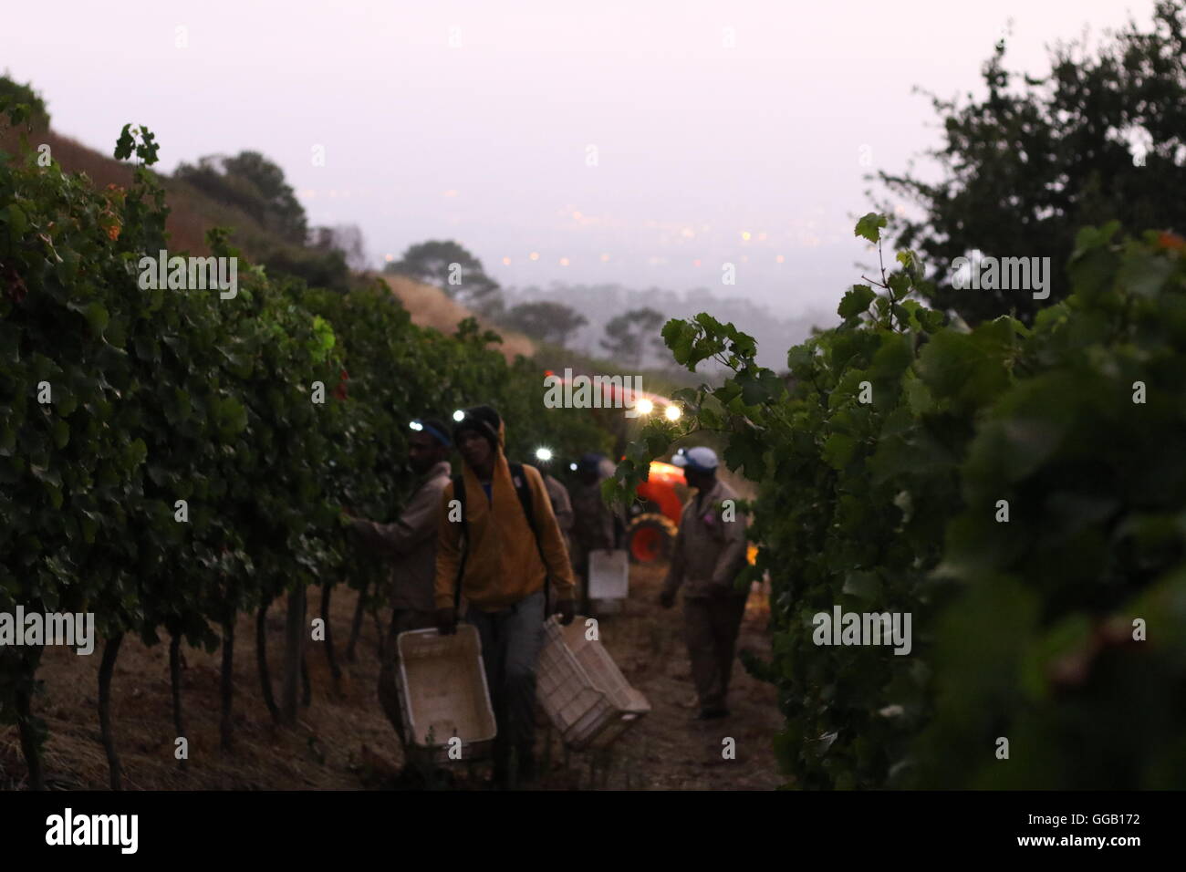 Grape pickers at dawn with head torches and crates in a vineyard at Klein Constantia Wines, Cape Town, South Africa Stock Photo