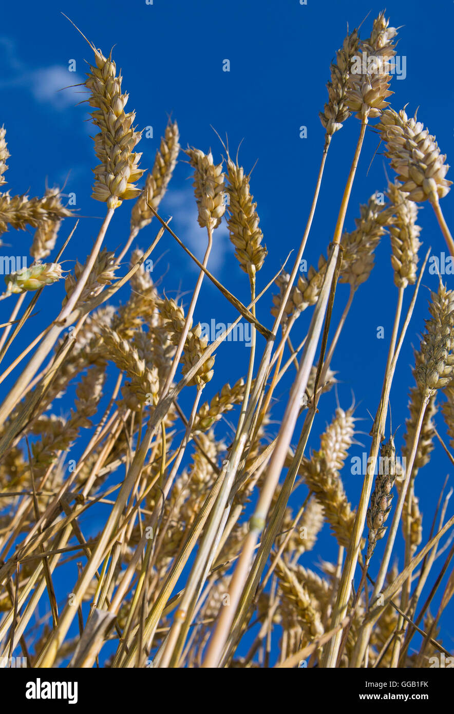 Wheat crop harvest time norfolk hi-res stock photography and images - Alamy