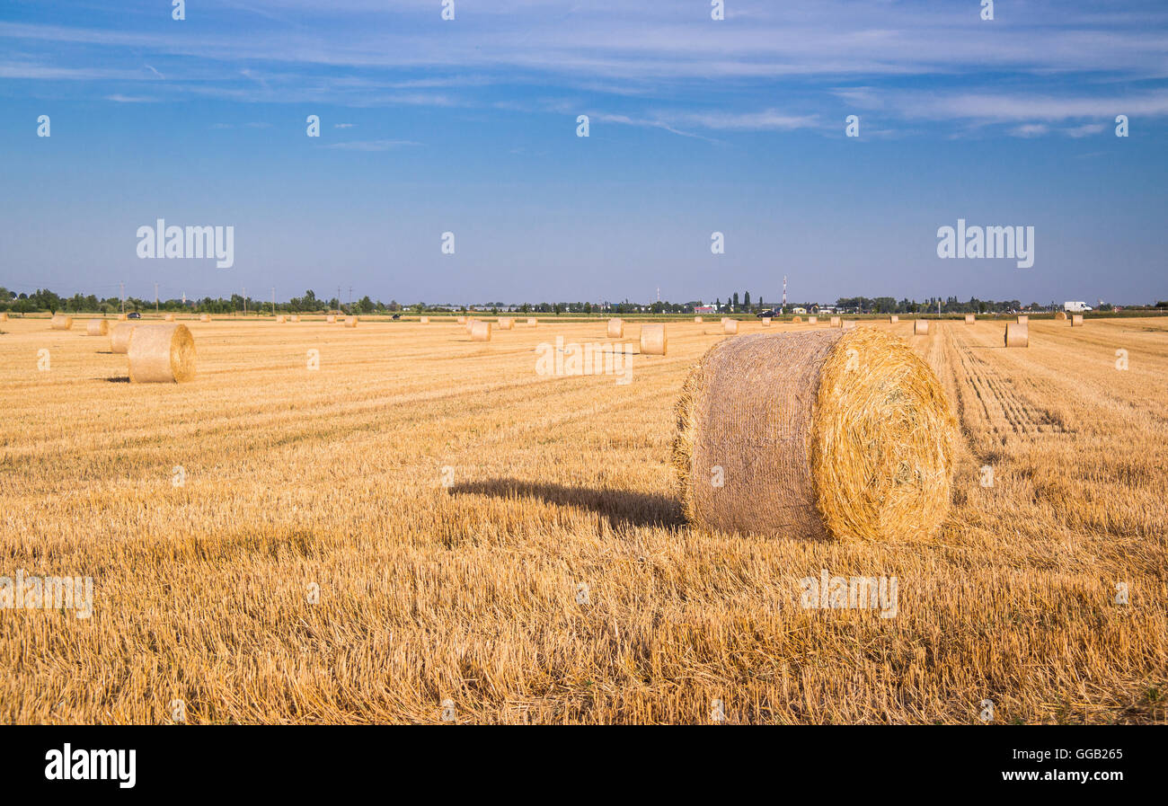 Harvested wheat field with a straw bale Stock Photo - Alamy
