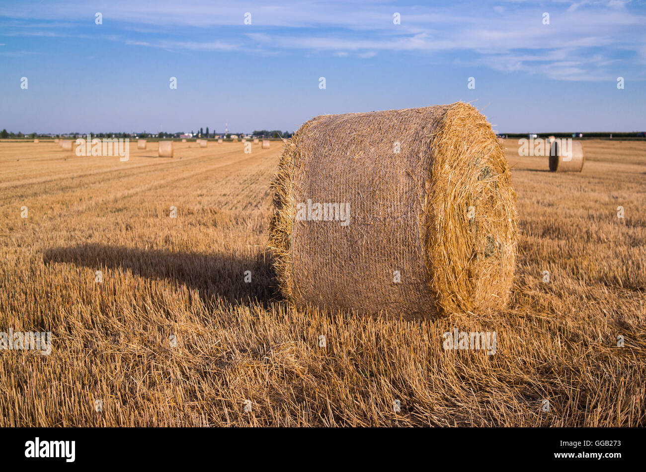 Harvested wheat field with a straw bale Stock Photo - Alamy