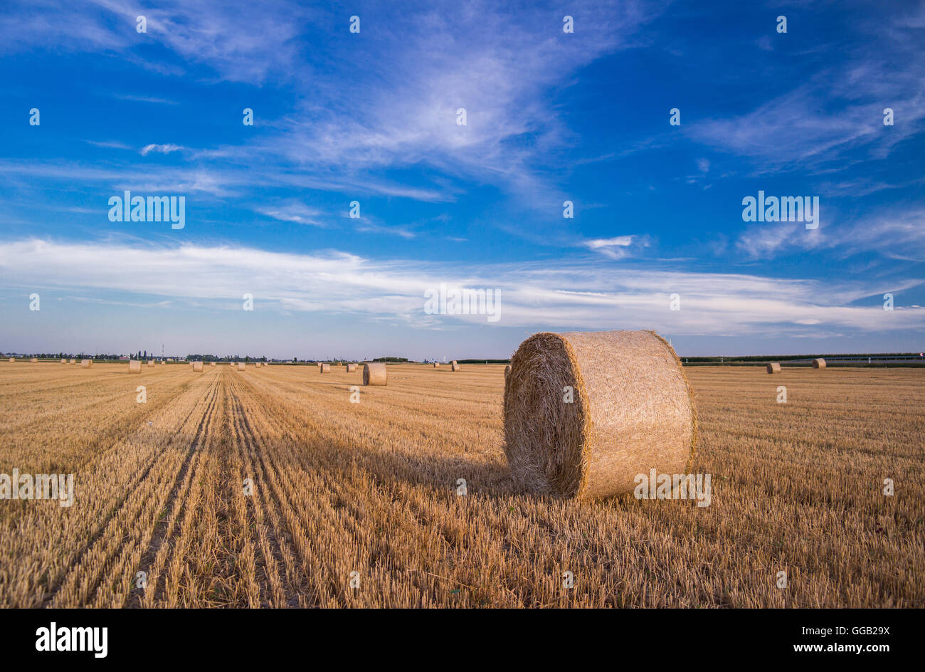 Harvested wheat field with a straw bale Stock Photo - Alamy