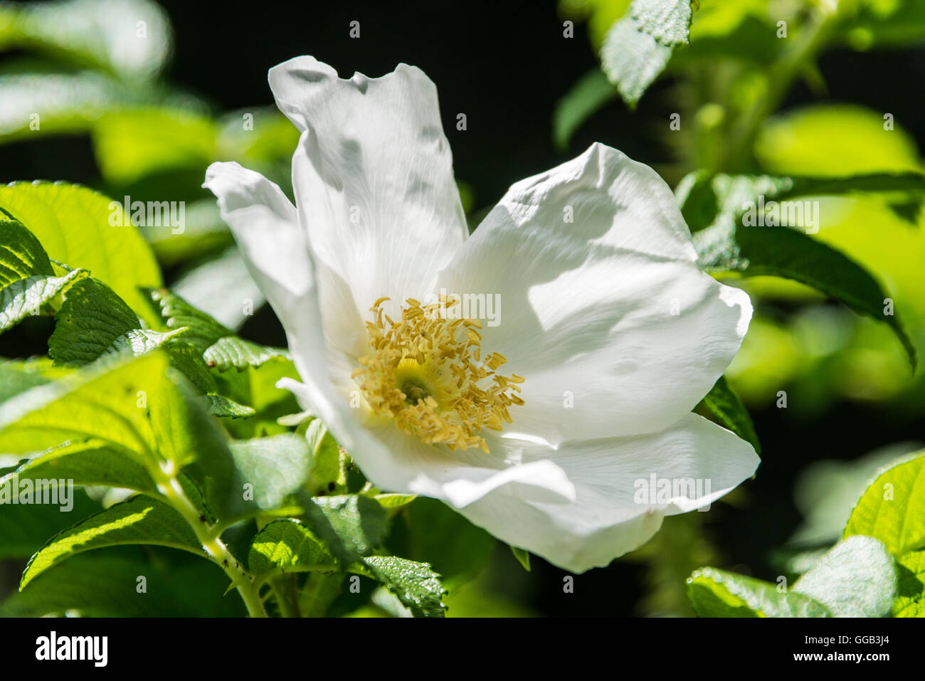 The white flower of a dog rose (Rosa canina Stock Photo - Alamy