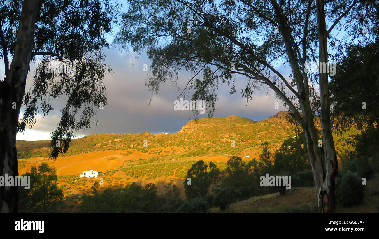 Eucalyptus grove hi-res stock photography and images - Alamy