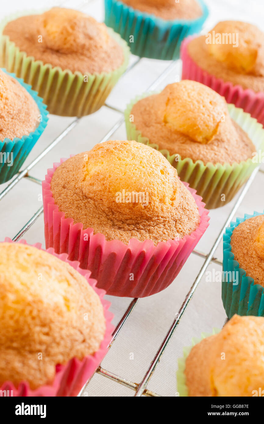 Fresh baked sponge cupcakes or fairy cakes on a cooling rack Stock Photo