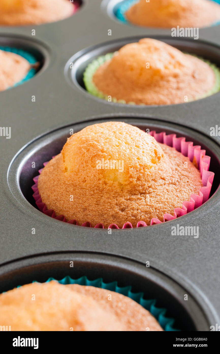Fresh baked sponge cupcakes or fairy cakes in a muffin tin straight from the oven Stock Photo