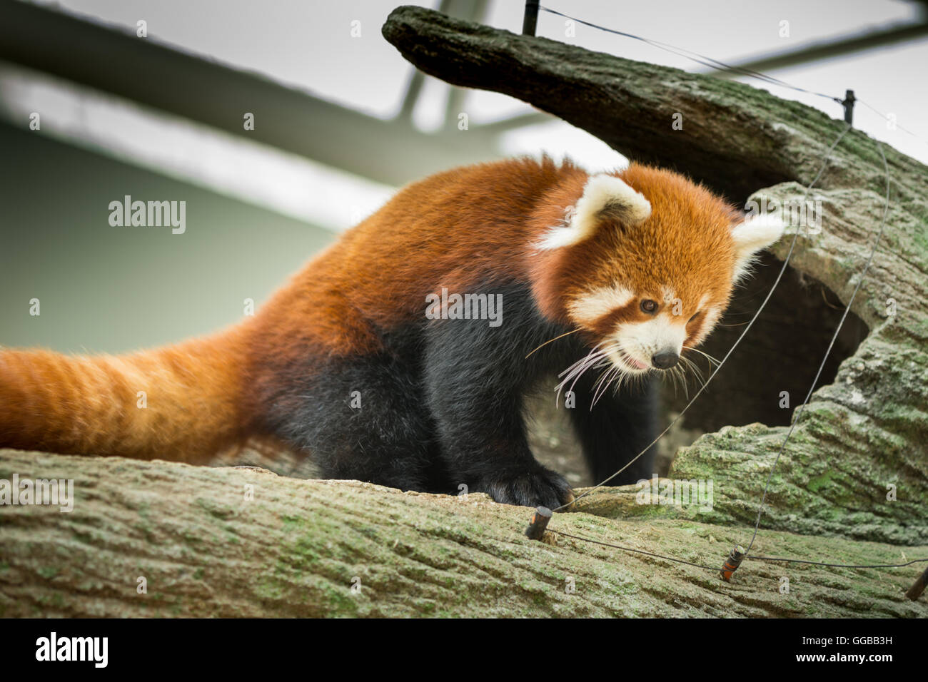 Portrait of a Red Panda seen in singapore Stock Photo
