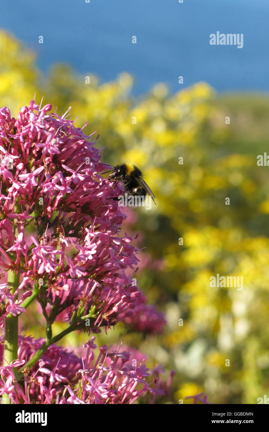 Bee collecting pollen on Cornwall coast Stock Photo