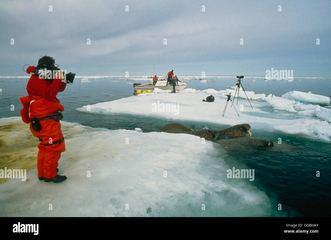 Königreich Arktis / Dreharbeiten in der Arktis Regie: Sarah Robertson ...
