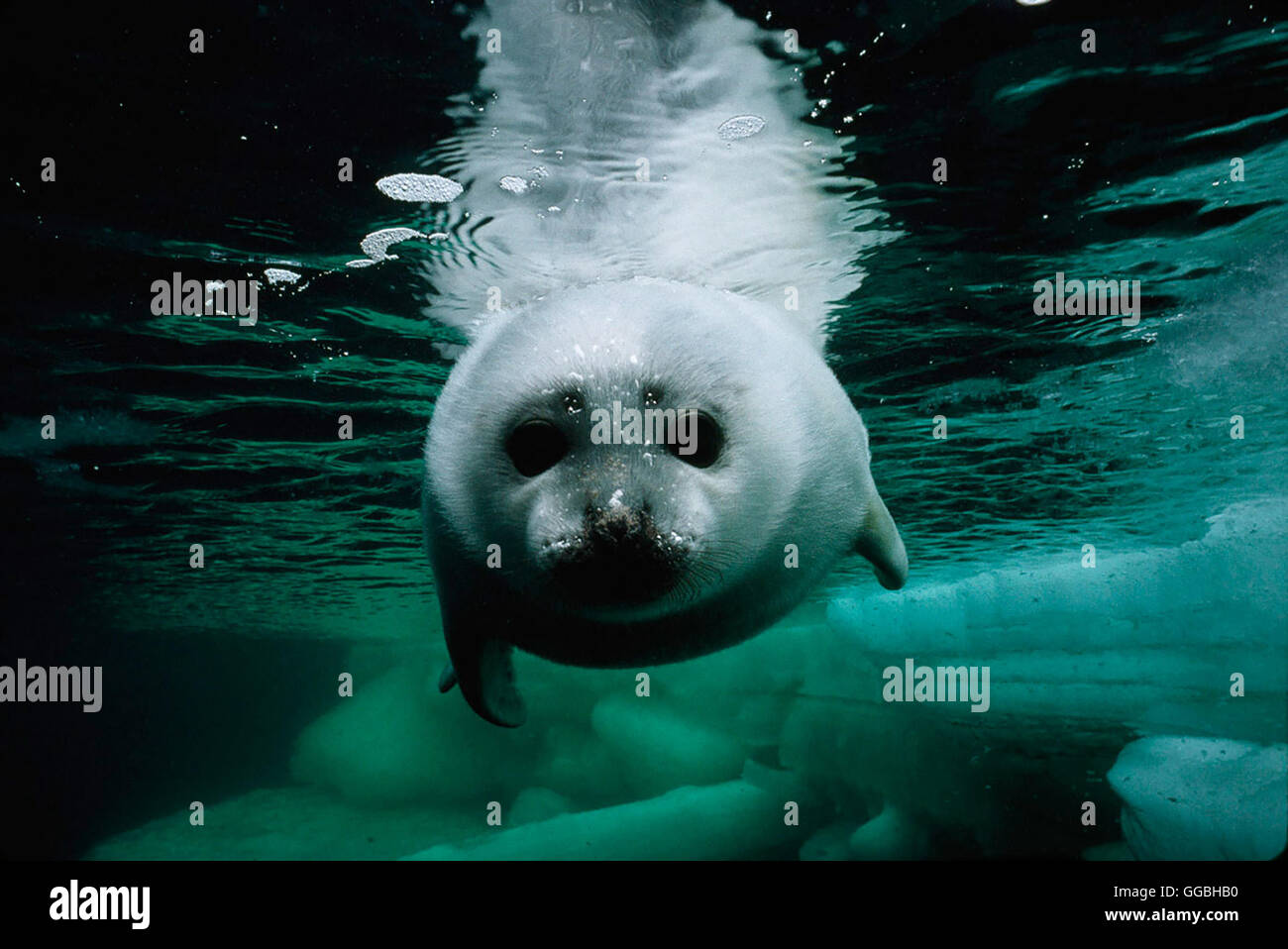 Königreich Arktis / Eine Robbe unter Wasser Regie: Sarah Robertson/Adam ...