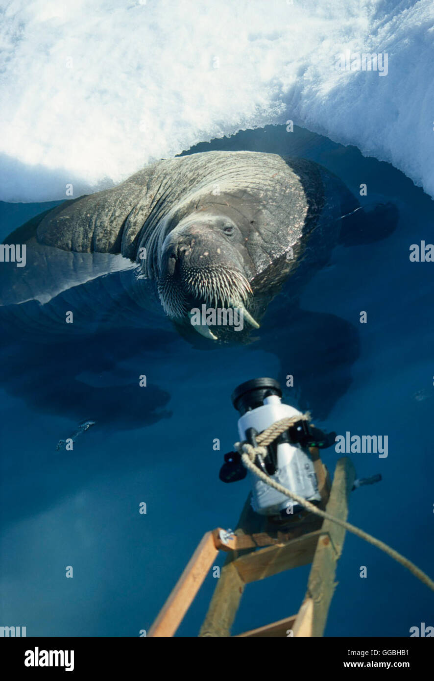 Walroß Walross hi-res stock photography and images - Alamy