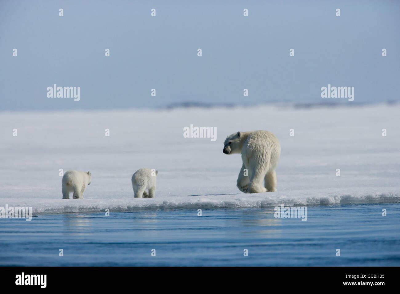 Königreich Arktis / Polar Bear and her cubs Regie: Sarah Robertson/Adam ...