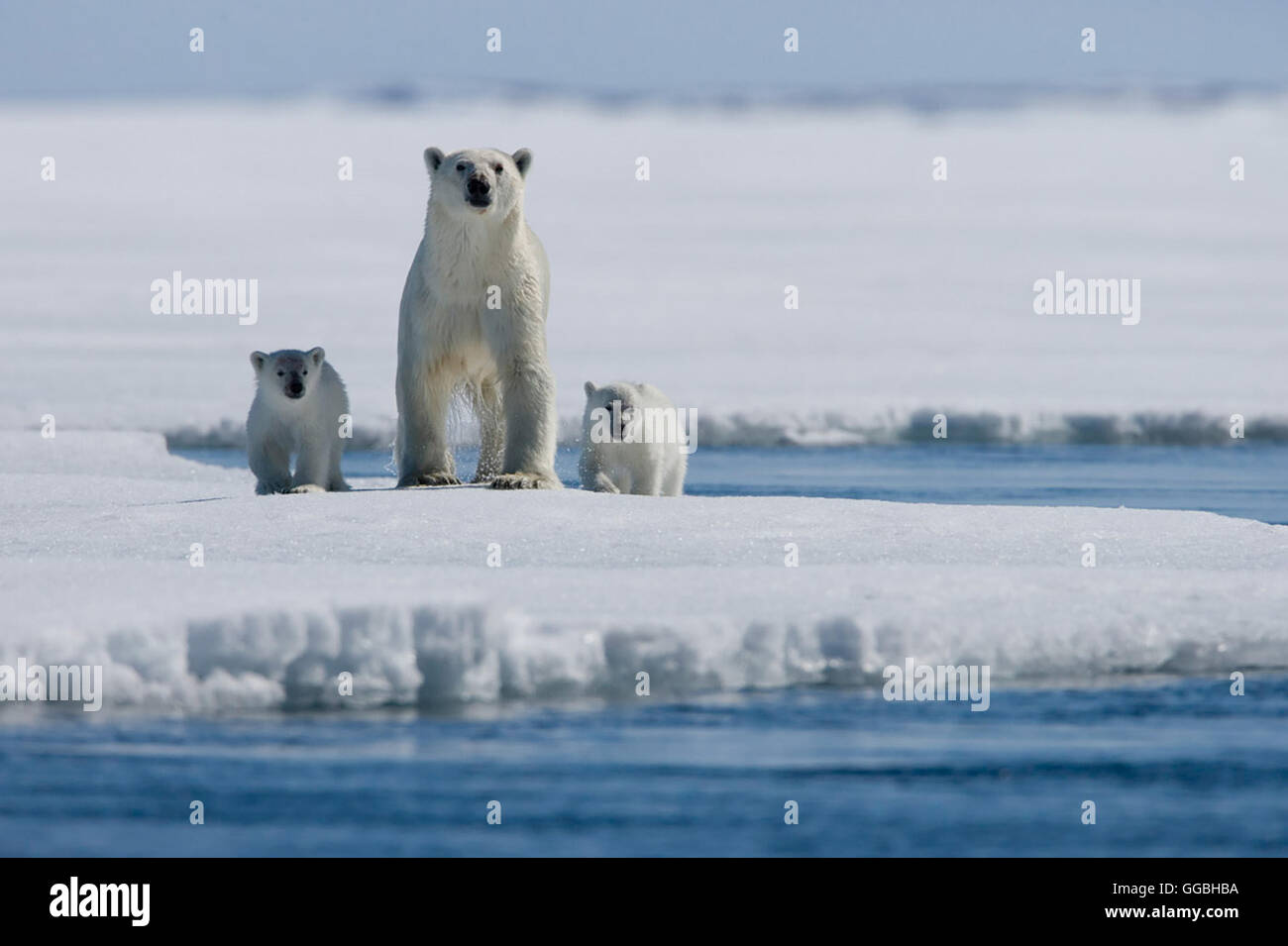 Königreich Arktis / Polar Bear and her cubs Regie: Sarah Robertson/Adam Ravetch aka. Arctic Tale North / Call of the North Stock Photo