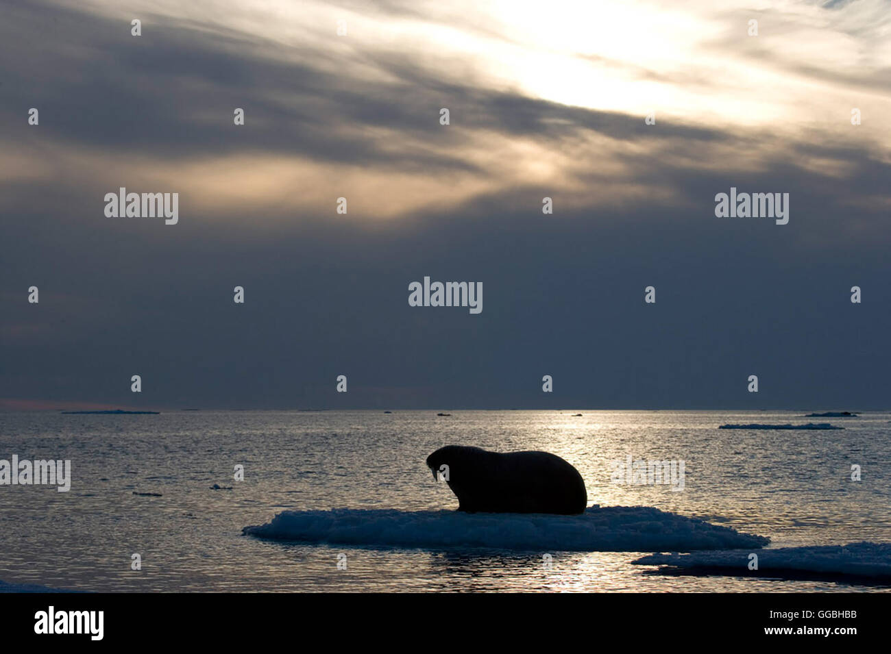 Königreich Arktis / Walross Regie: Sarah Robertson/Adam Ravetch aka ...
