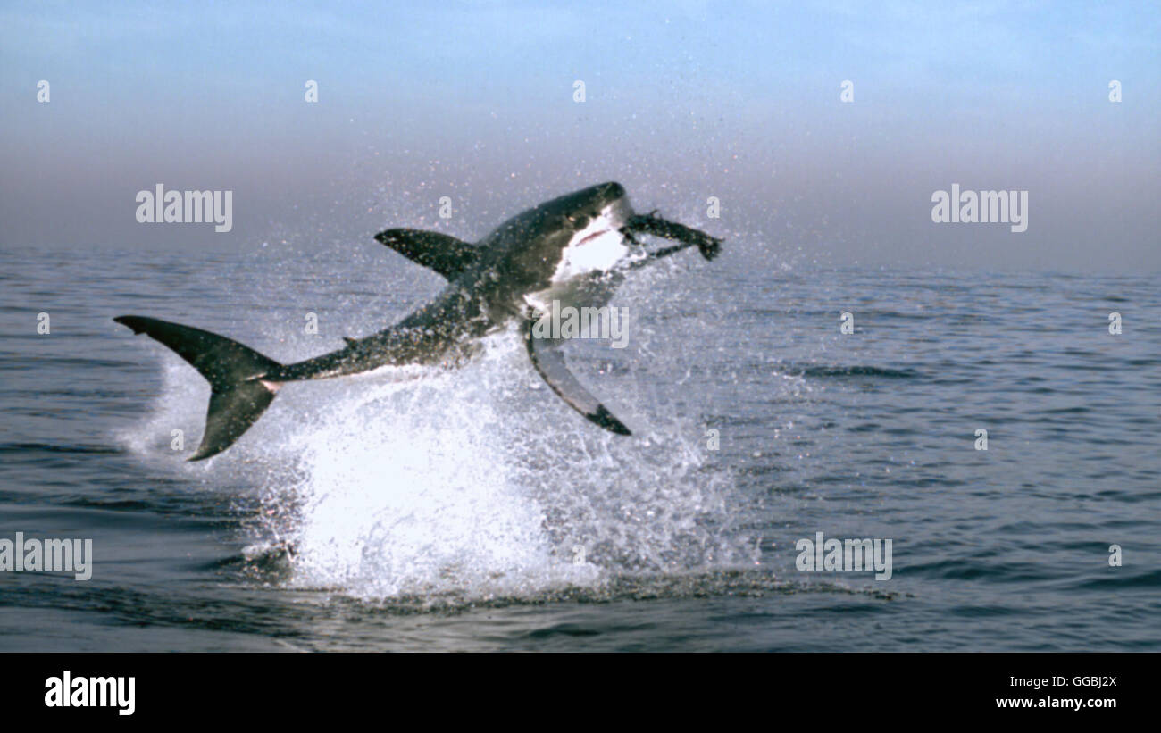 unsere-erde-s-dafrika-seal-island-ein-wei-er-hai-erlegt-eine-robbe