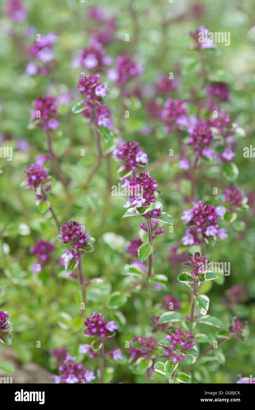 Thymus pulegioides 'Foxley'. Broad leaved thyme 'Foxley' in flower