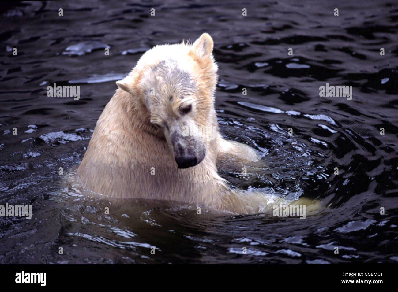 EISBÄR / EISBÄR Stock Photo