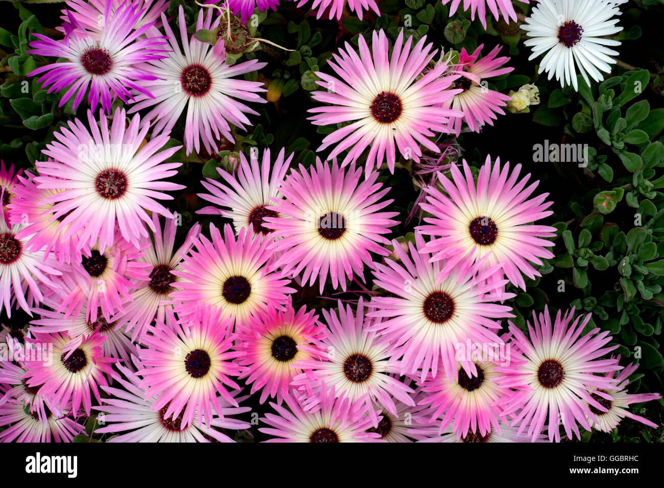 Mesembryanthemum flowers in a flower bed. Stock Photo