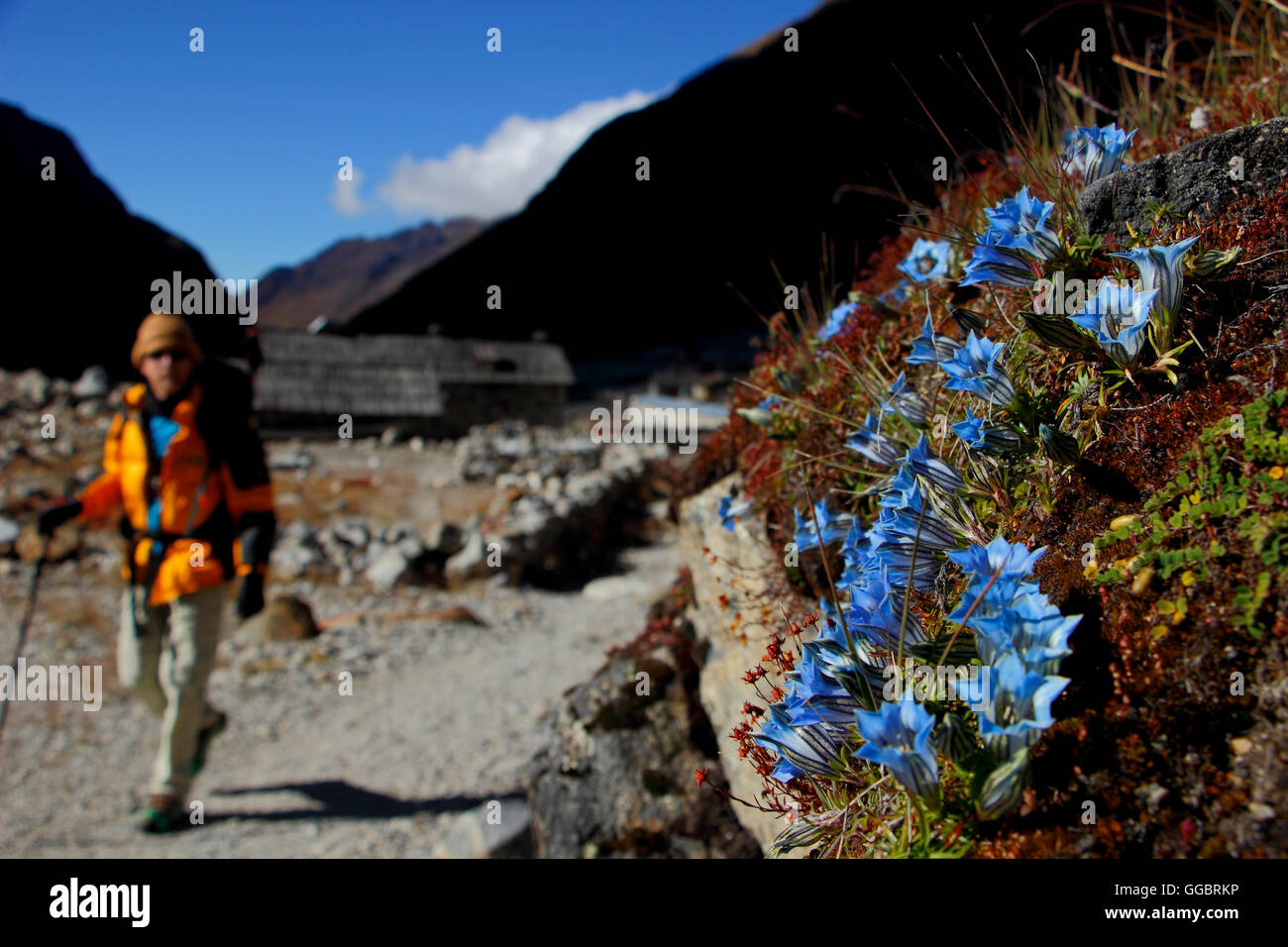 Climbers  leaving Tangnag  on route to Khare base camp, pass  a common flower (Gentiana sp) found at altitude Stock Photo