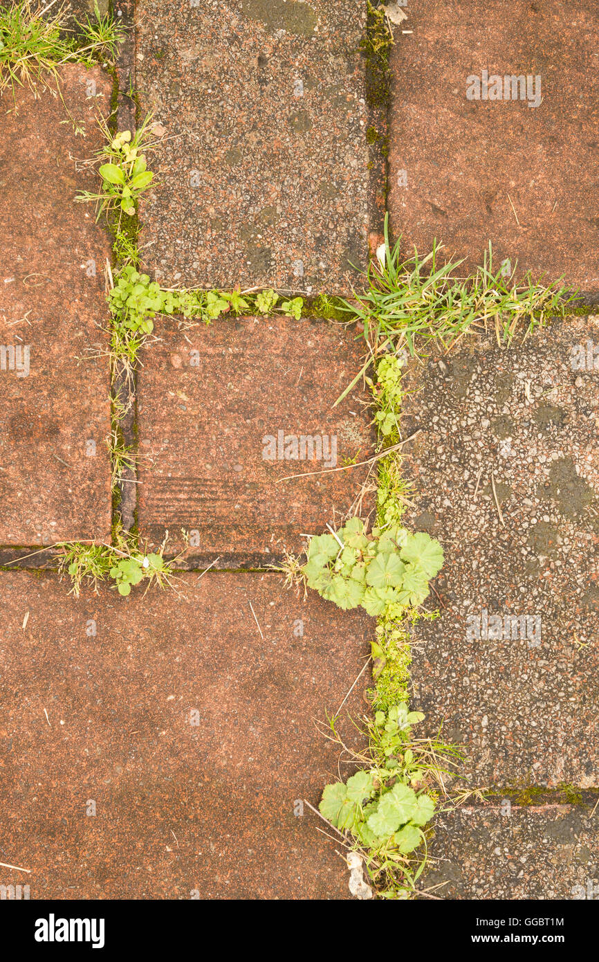 weeds and self set seedlings in between patio paving slabs - Scotland, UK Stock Photo