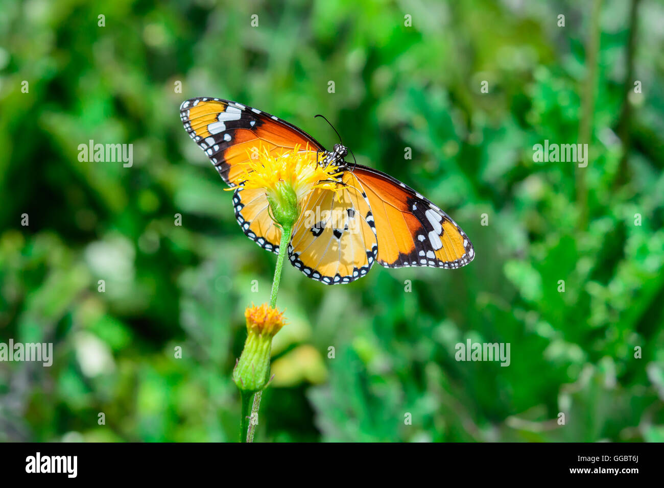 A beautiful monarch butterfly (danaus plexippus) on yellow flower Stock ...