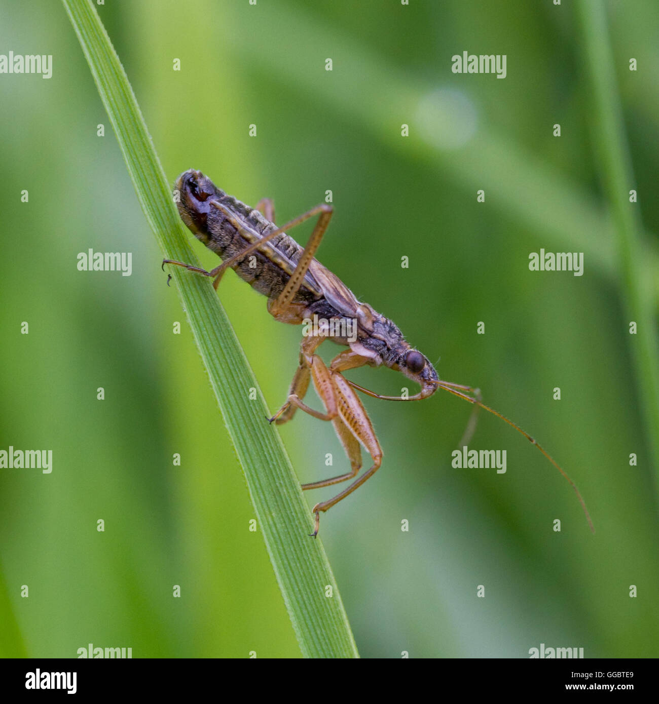 Broad Damselbug (Nabis flavomarginatus) on a stalk of grass, Yorkshire, UK Stock Photo