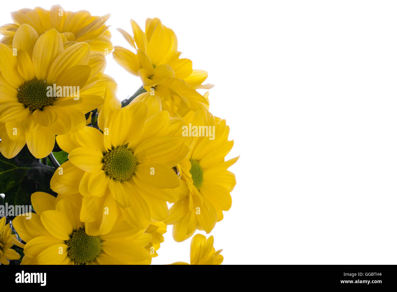 Yellow oxeye daisy flowers bouquet isolated on white Stock Photo