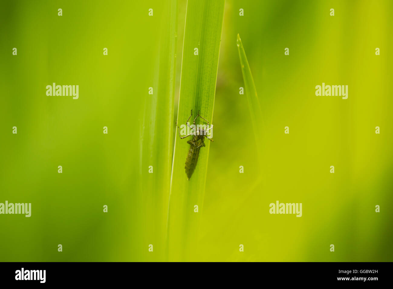 Dragonfly nymph exuvia on an Iris leaf. Stock Photo