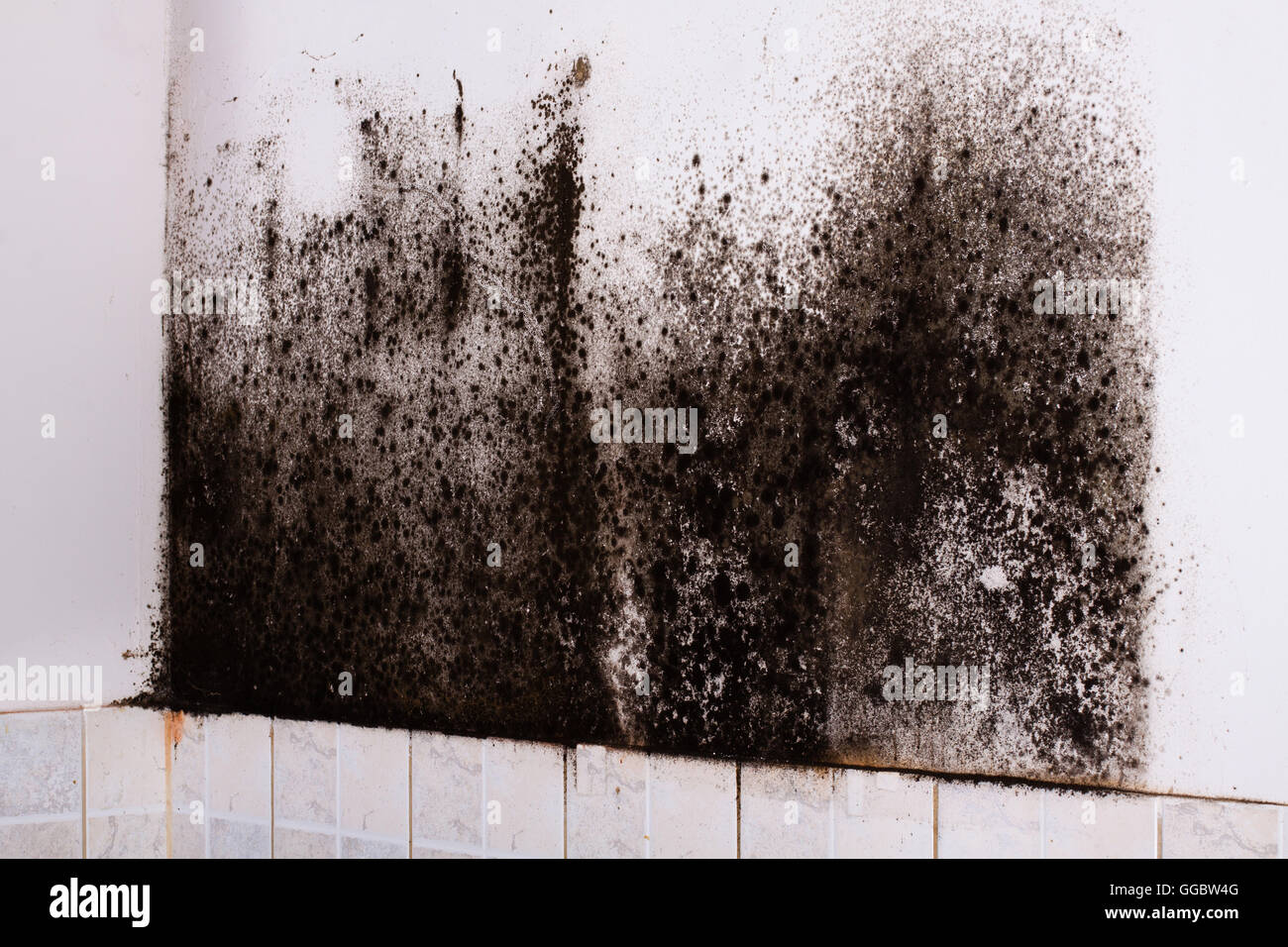 Black mold hires stock photography and images Alamy