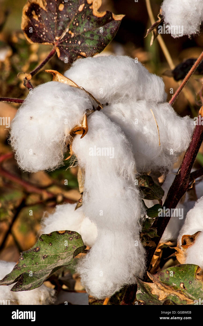 geography / travel, Uzbekistan, agriculture, cotton plant, Additional-Rights-Clearance-Info-Not-Available Stock Photo