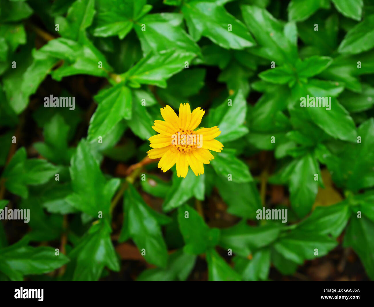 CLose up yellow daisy flower on blur background on top view Stock Photo