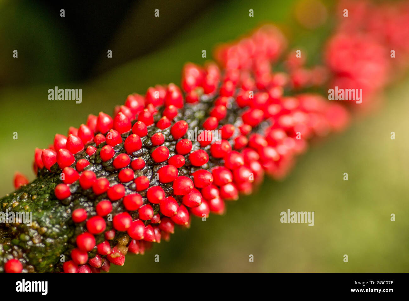 Red plant with stem hires stock photography and images Alamy