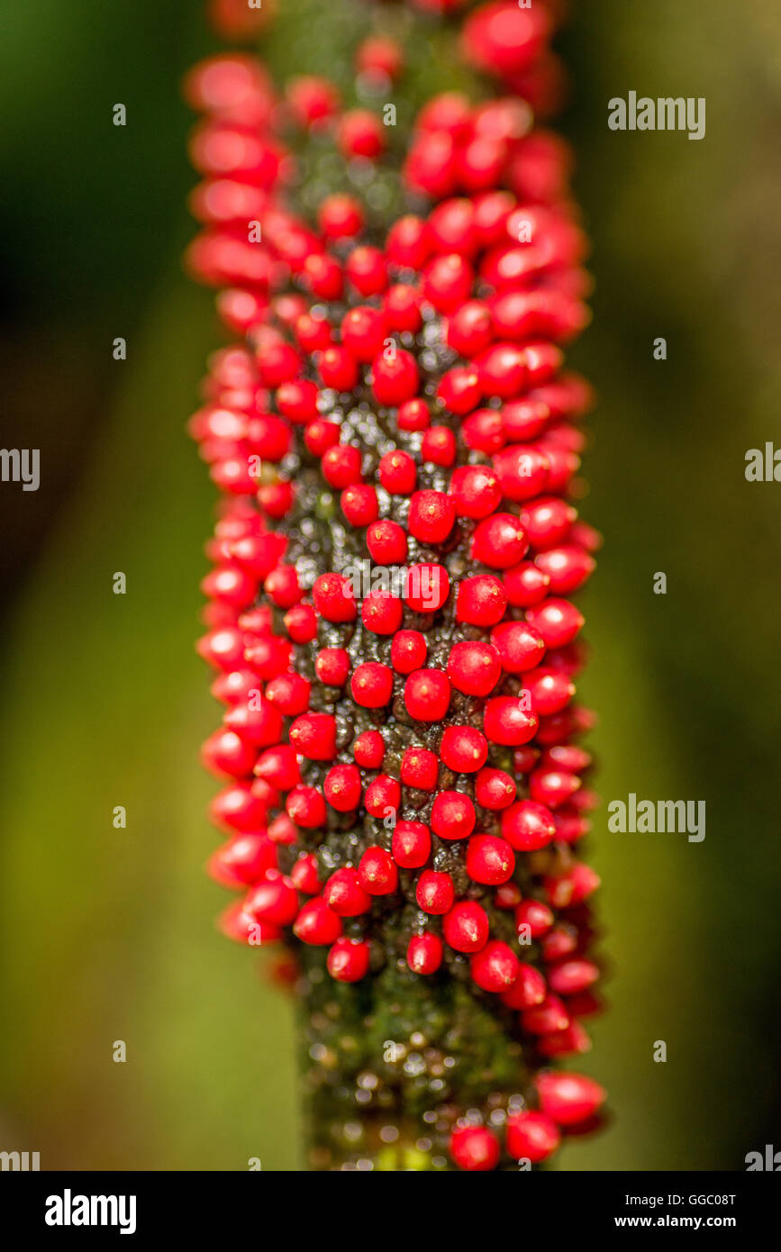 Plant stem texture hires stock photography and images Alamy