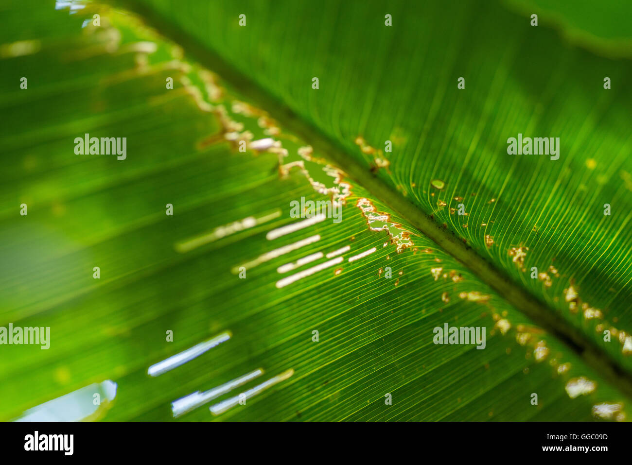 Plant leaf with holes on it Stock Photo