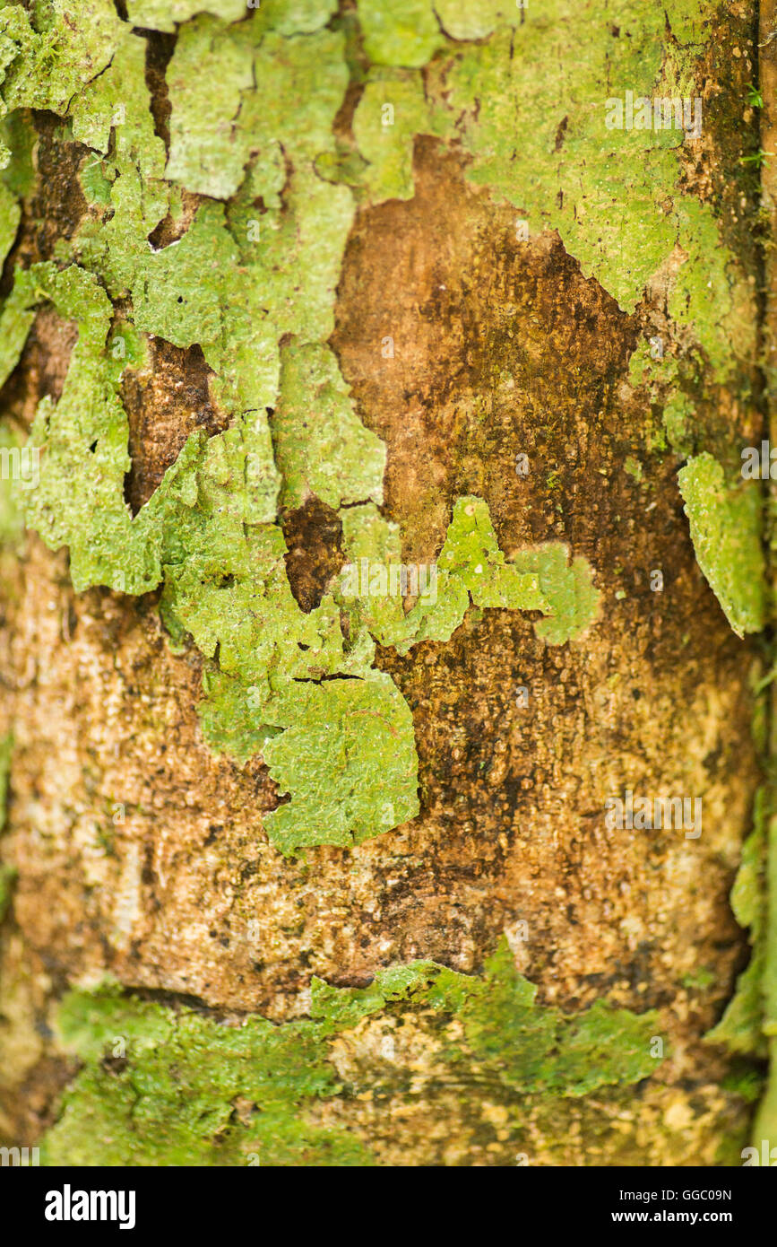 Tree mold hires stock photography and images Alamy