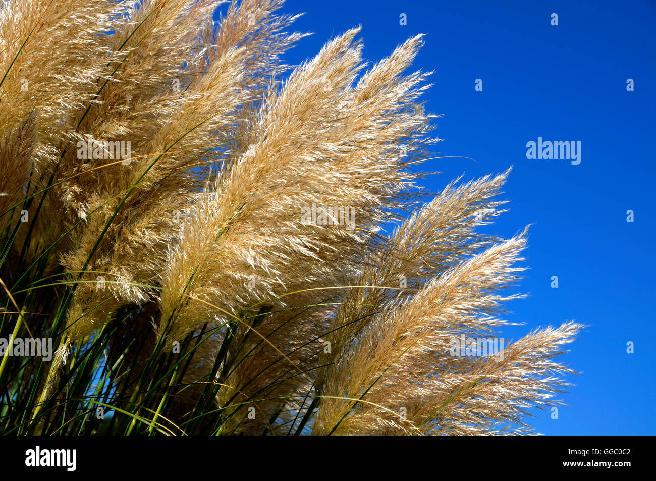 pampas grasses growing Stock Photo Alamy