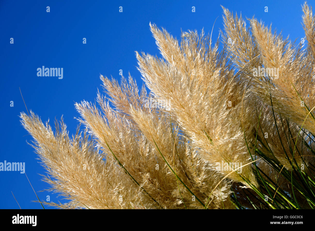 pampas grasses growing Stock Photo Alamy