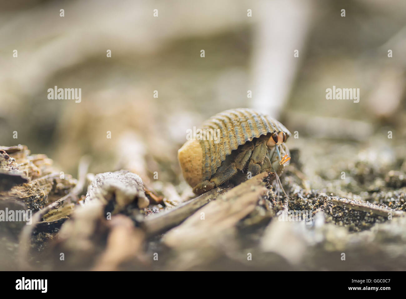 Crab on the sand hiding in a shell Stock Photo - Alamy