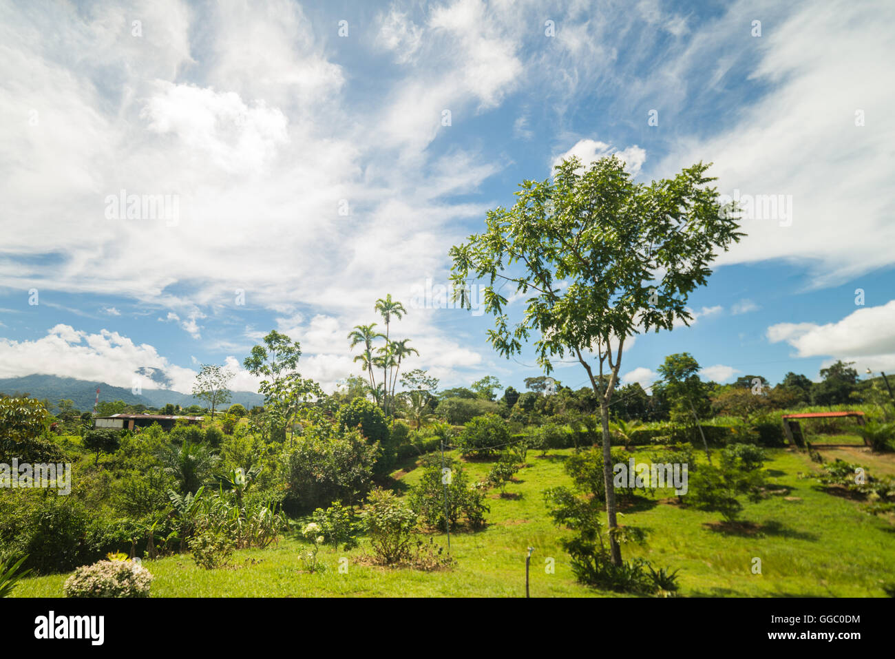 Green leaves tree during sunny hi-res stock photography and images - Alamy