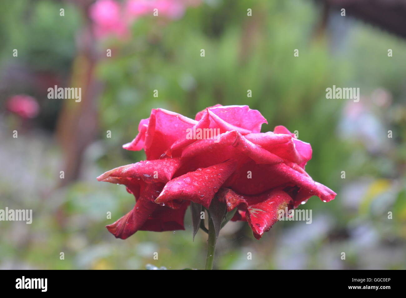 Close up wet red hi-res stock photography and images - Alamy