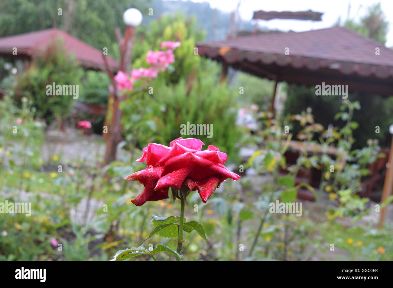 Wet Red Rose with blurred background Stock Photo - Alamy
