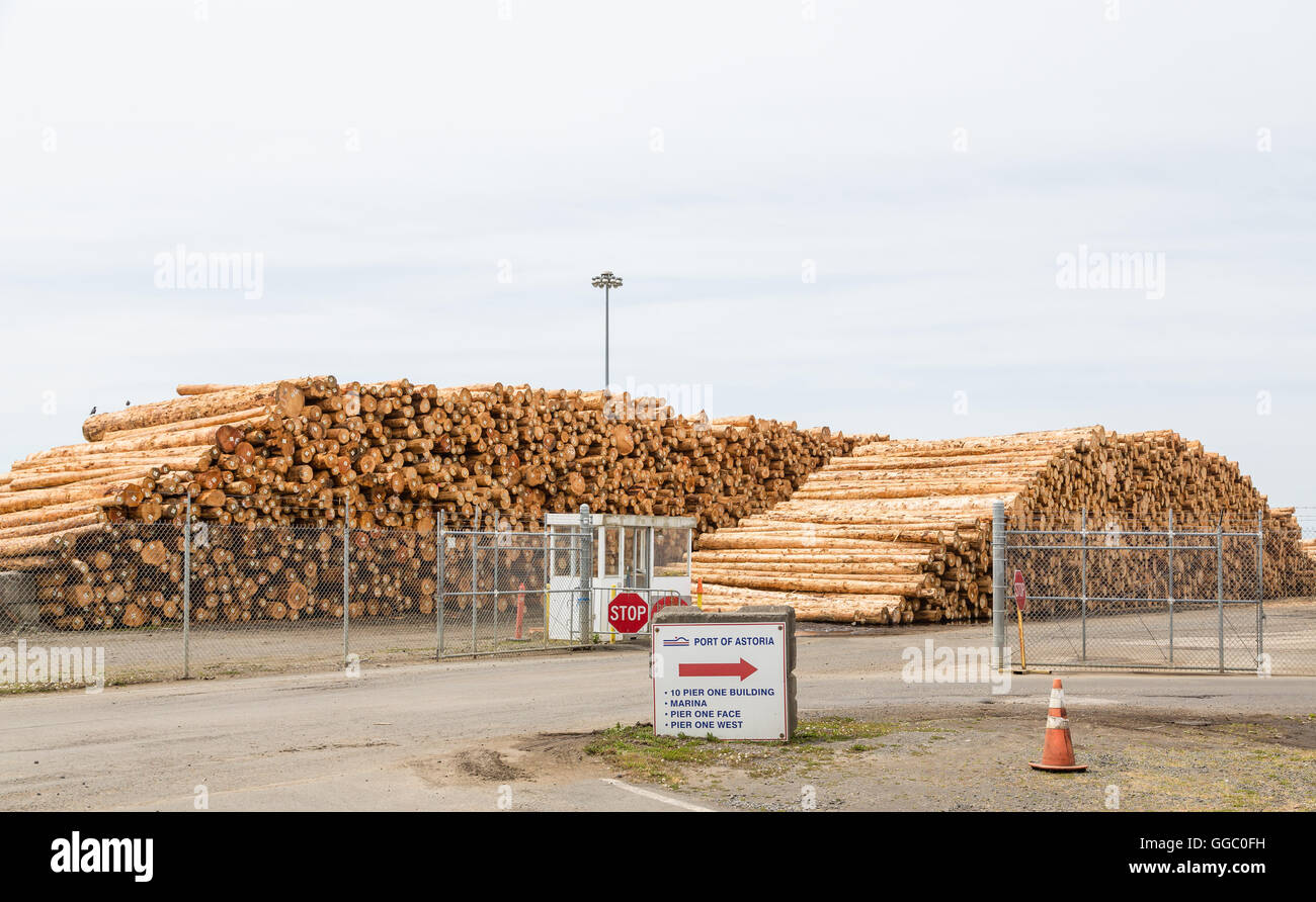 Many trees and logs stacked at a lumber operation on the Oregon coast