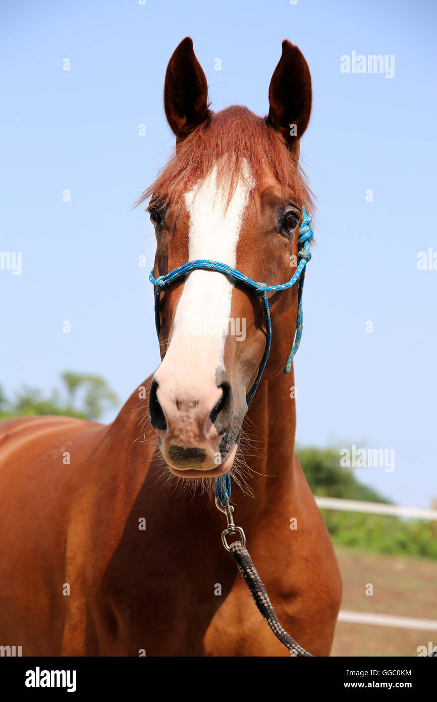 Anglo arabian horse hi-res stock photography and images - Alamy