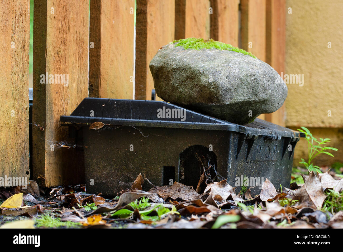 Rodent (rat) trap box weighted with a rock . Irish garden Stock Photo