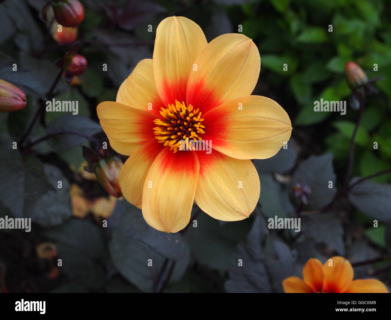 Flowers and colours Stock Photo Alamy