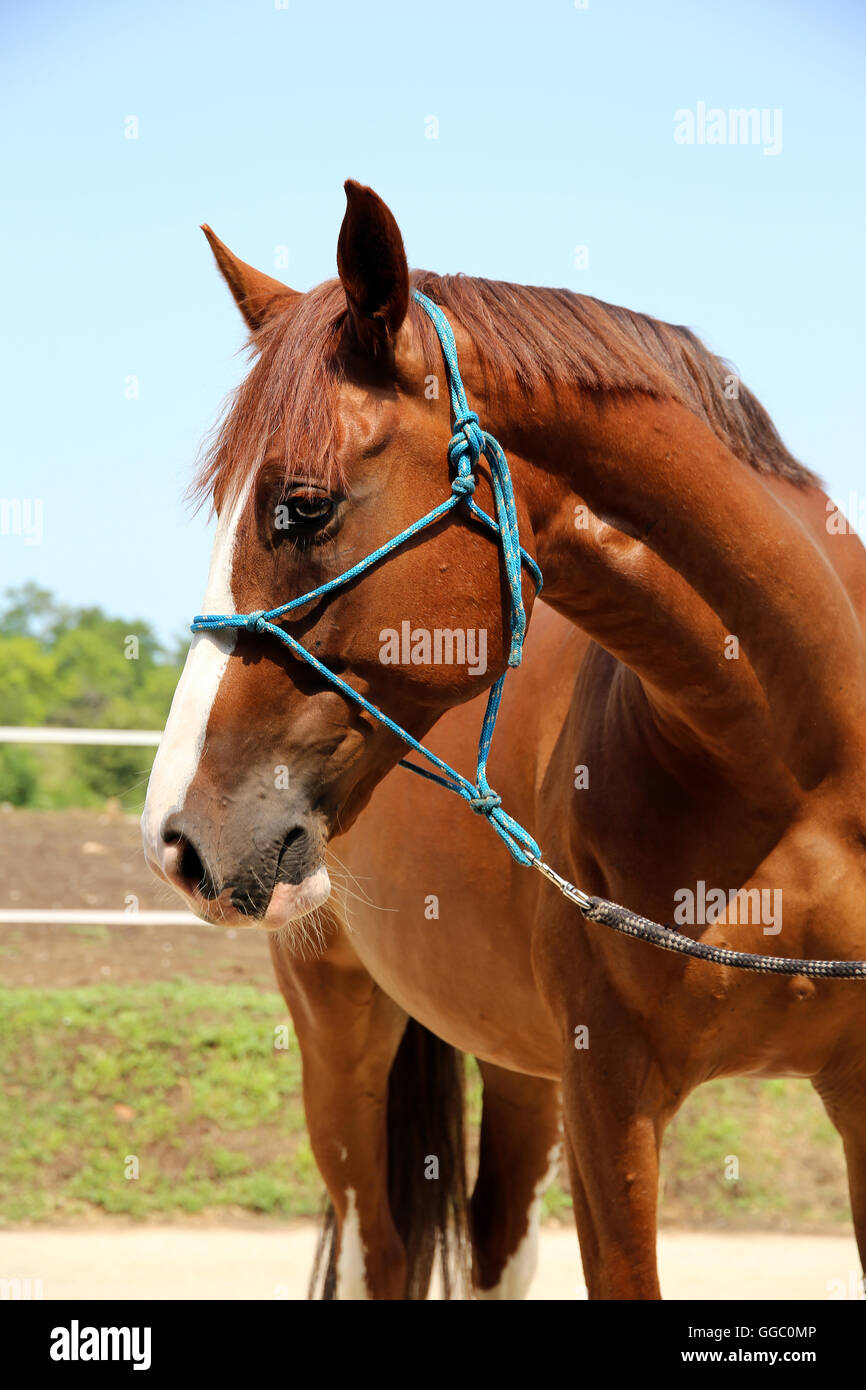 Anglo arabian horse hi-res stock photography and images - Alamy