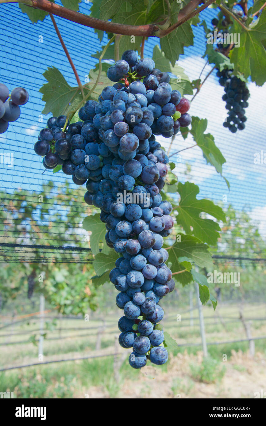 Barbera grapes di Lusso vineyard estate Mudgee NSW Australia Stock Photo