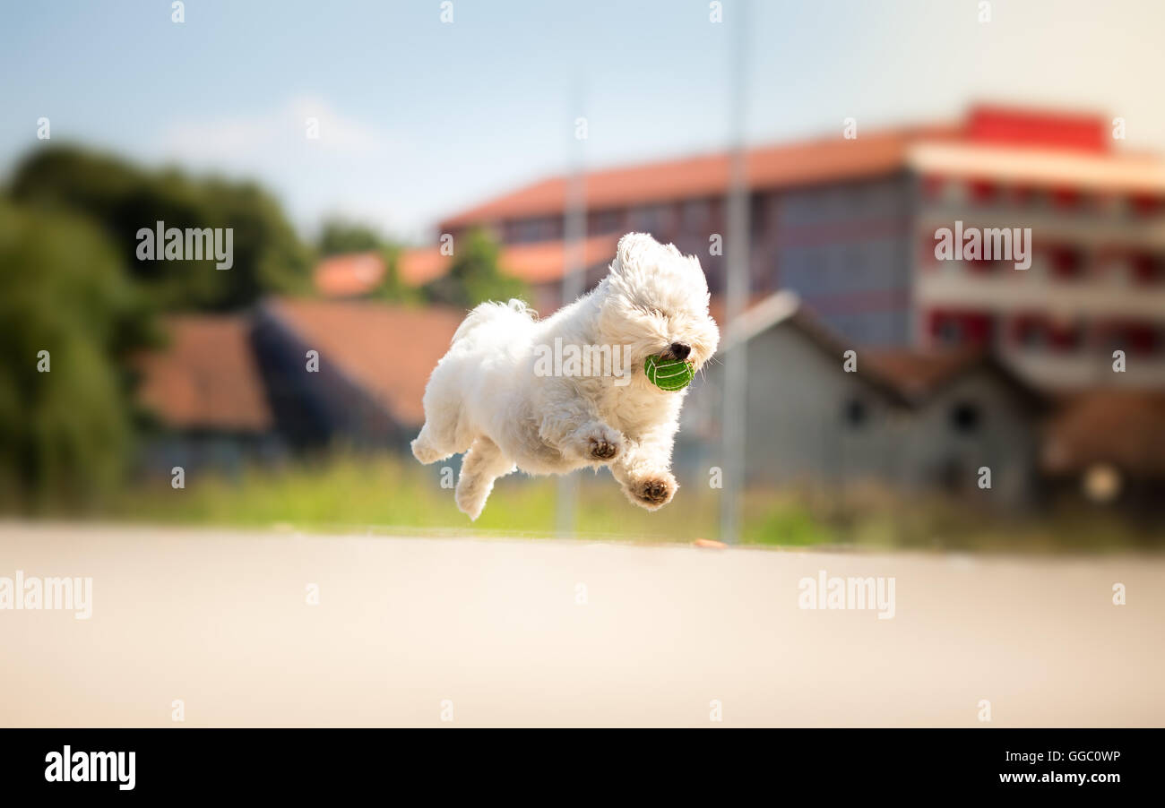Bouncing malamute hotsell puppy balls