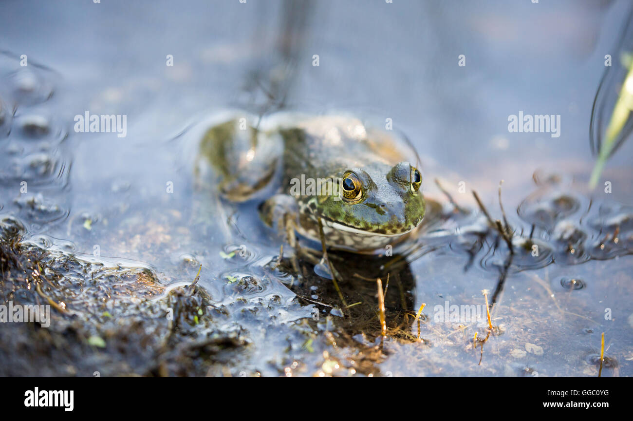 American Bullfrog (Lithobates catesbeianus) camouflaged in habtat Stock Photo