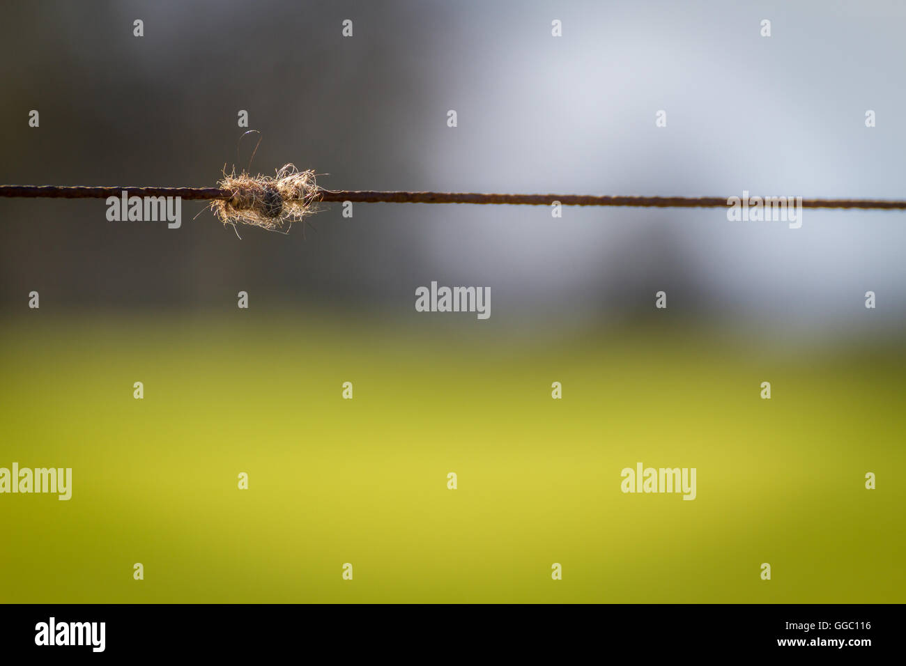rusty fence wire with animal hair fur snagged Stock Photo
